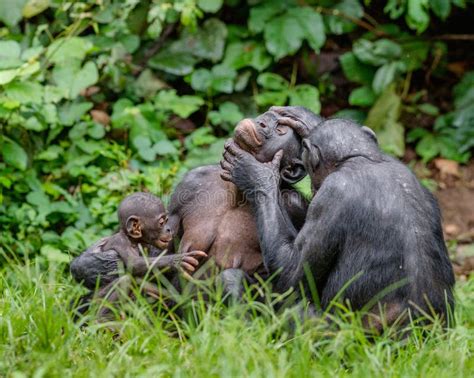 Bonobos in natural habitat stock image. Image of green - 83514005