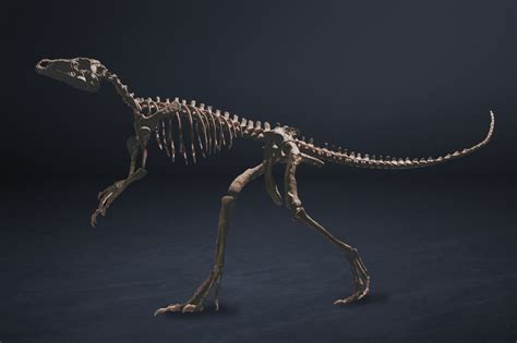 Eoraptor Skeleton