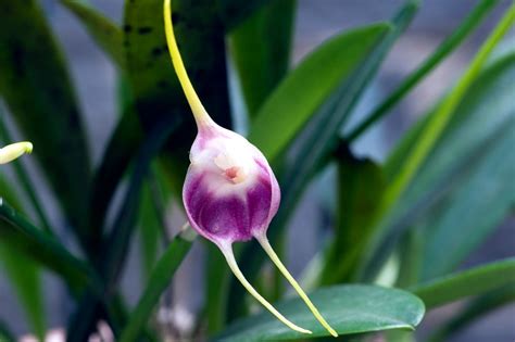 Masdevallia Orchids, The Mesmerizing Orchid Genus of South America ...