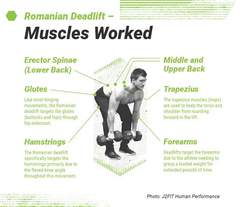 Romanian Deadlift - Form, Muscles Worked, and How-To Guide - BarBend