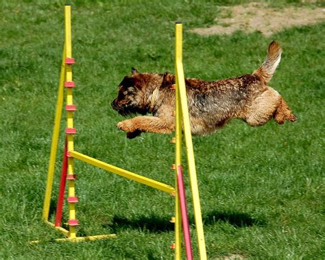 border terrier | Addestramento cani, Border terrier, Cani e cuccioli