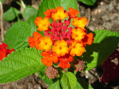 Flower of Lantana Camara | Nature Photo Gallery