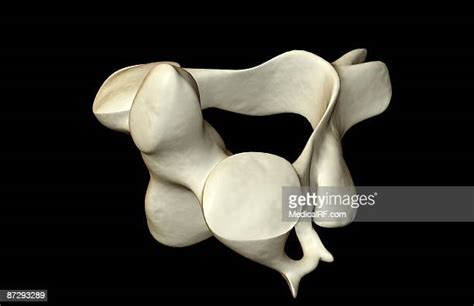 80 Axis (Anatomy) Stock Photos, High-Res Pictures, and Images - Getty ...