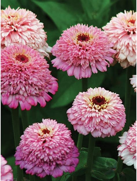 Zinnia Seeds For Sale 50 Zinnia Cup Cakes Pink Flower Seeds