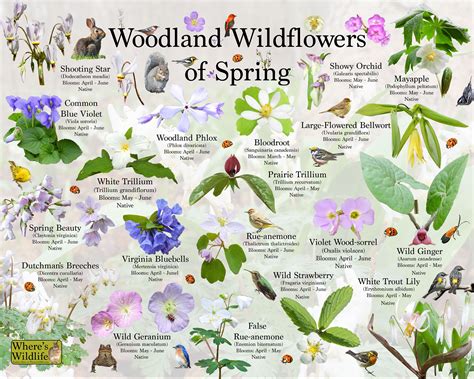 Woodland Wildflowers Of Spring Flower Identification Poster / - Etsy España