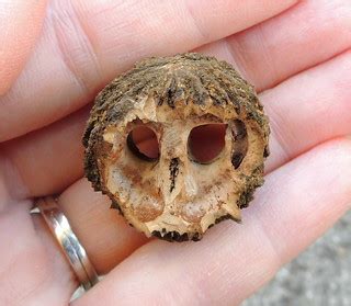 Monkey Face | Black walnut from our backyard, after the squi… | Flickr