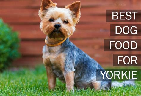 Top 5 Best Dog Foods For Yorkies [2017 Buyer’s Guide]