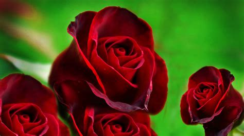 wallpaper-of-red-roses-hd-free-wallpaper - HD Wallpaper