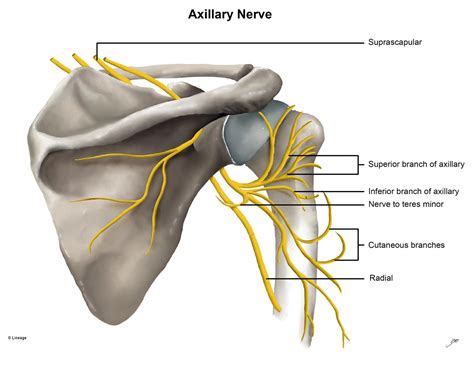 Axillary Nerve Anatomy | Images and Photos finder