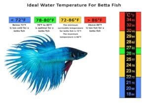 Do Betta Fish Need A Heater (Can they live in cold water) - Fish Keeping Academy