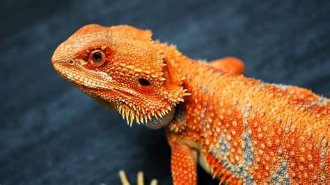 What Are the Different Morphs of Bearded Dragons? - With Photos