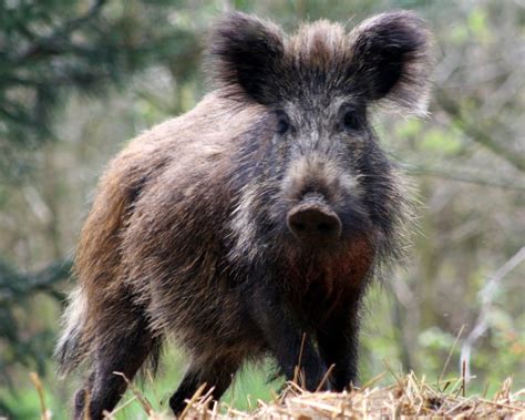 Wild Boar - Facts, Diet, Habitat & Pictures on Animalia.bio | Pig breeds, Wild boar, Animals wild