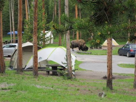 Yellowstone Camping Reservations: Secrets You Need To Know