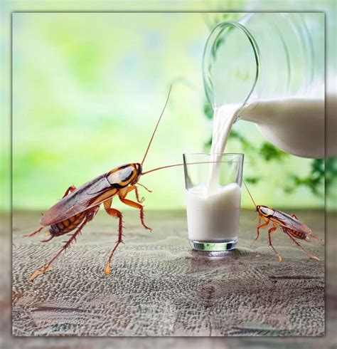 Cockroach Milk? What Is It and Should We Use it?