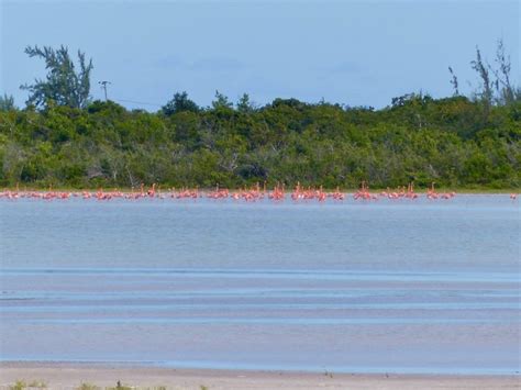 Anegada: Beautiful Beaches, Queen Conchs, Iguanas and...Cats - Getting ...