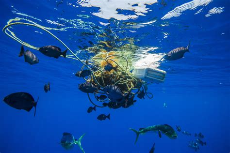 The US Needs a Federal Ban on Marine Plastic Pollution - Science Connected Magazine