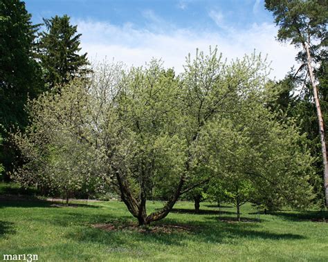 Mahaleb Cherry - Prunus mahaleb - North American Insects & Spiders