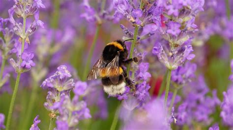 Best bee friendly plants: 12 beautiful ideas to try in your garden | Gardeningetc