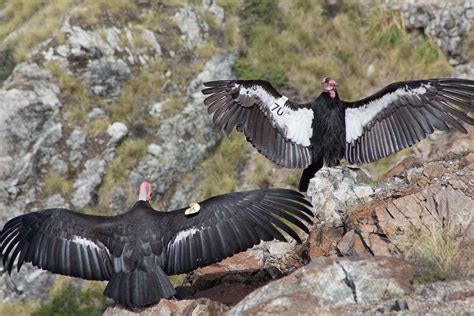 California Condors Tracked Soaring Over The Preserve – Santa Lucia Conservancy