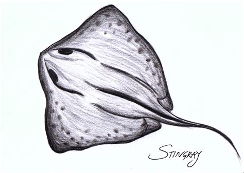 How To Draw A Stingray Sea Creatures Drawing Sea Animals Drawings | Images and Photos finder