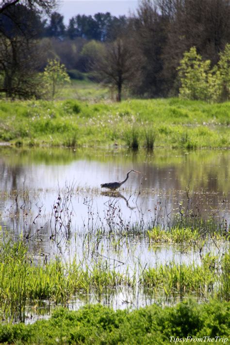 Auto tour of Ridgefield Wildlife Refuge | Tipsy from the TRIP