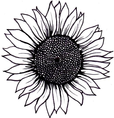 Sunflower Outline Drawing at PaintingValley.com | Explore collection of Sunflower Outline Drawing