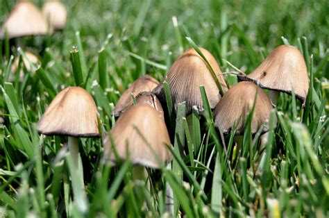 Mushrooms – Rock County Gardening