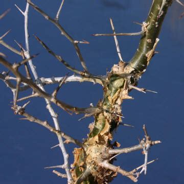 Commiphora myrrha