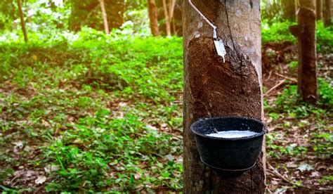 Rubber tree plantation. Rubber tapping in rubber tree garden in ...