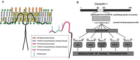 9 (A) The current view of Caveolin-1 membrane topology: Caveolin-1... | Download Scientific Diagram