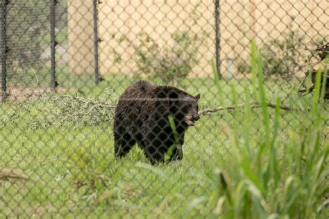 Florida Black Bear Habitat - PLAYGROUND Magazine