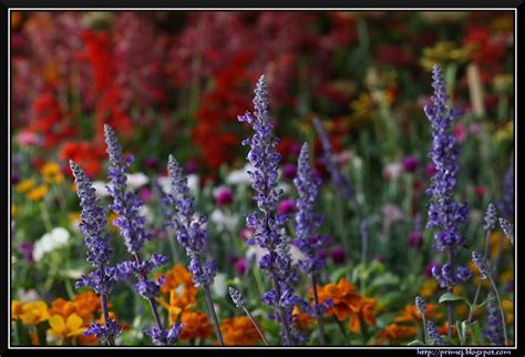 Prime Photos: Lalbagh Flower Show January 2012