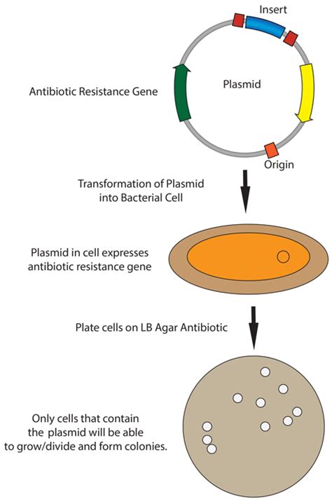 Addgene: Protocol - Bacterial Transformation