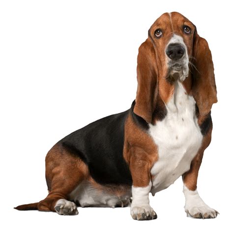 Basset Hound PNG Images (Transparent HD Photo Clipart)