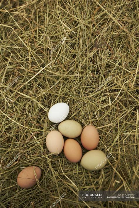 Brown and white eggs — eco, fresh - Stock Photo | #147724079