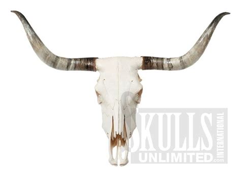 rTjRaG4xc.jpg (900×663) | Longhorn cattle, Steer skull, Longhorn steer