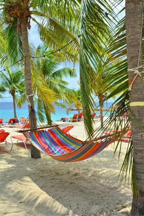 Caribbean Beach Hammock Palm Trees Stock Photos - Download 568 Royalty ...