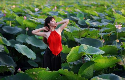 Lotus Flower Vietnamese Meaning | Best Flower Site