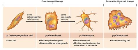 3 types of bone cells