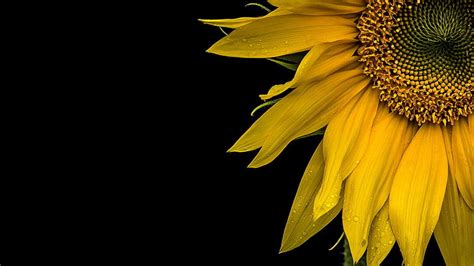 HD wallpaper: macro, background, sunflower | Wallpaper Flare