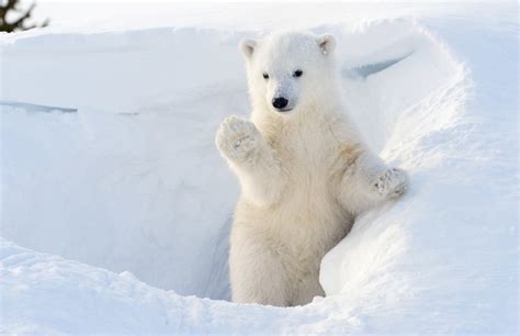 10 Polar Bear Cubs Who Are Just Adorable AF