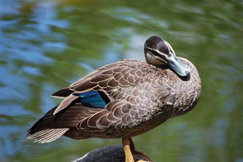 Duck Posing Free Stock Photo - Public Domain Pictures