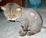 36 Bald Spot On Cat Tail Collection – Pet My Favourite