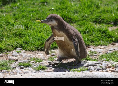 A baby Humboldt's Penguin in captivity in Newquay Zoo, Cornwall Stock ...