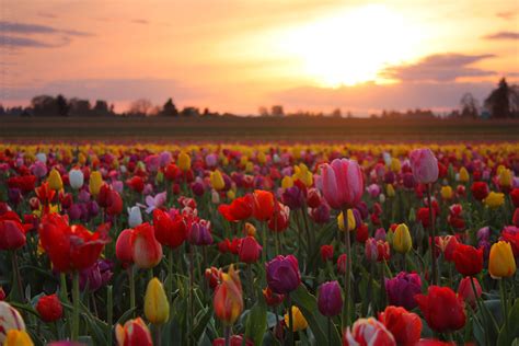 Tulip Fields, Oregon Sunset by pyro303 on DeviantArt