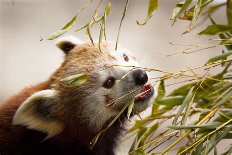 nom | Another pic from a red panda eating some bamboo | Cloudtail the ...