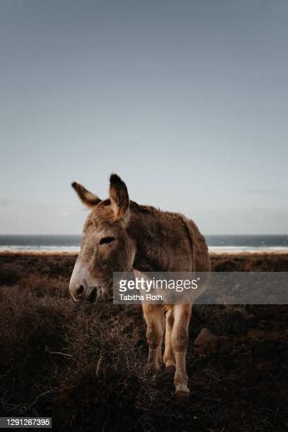 3,734 Canary Islands Wildlife Stock Photos, High-Res Pictures, and ...