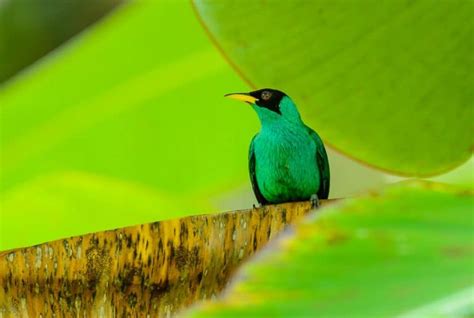 Panama is More Than a Canal: Beautiful Wildlife and Landscape Photos from Panama