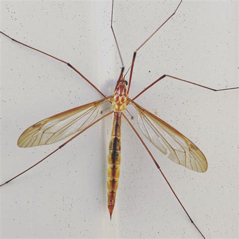 Large Crane Flies (Diptera Families in southern Africa) · iNaturalist