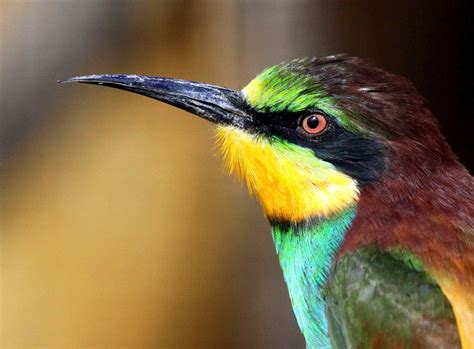 European Bee-eater | Bee eater, Bird photo, Bird photography